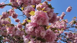 Cherry blossoms in full swing in beautiful Paris