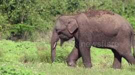 A man shooted baby tusker and now he is injured and can't walk with a big leg