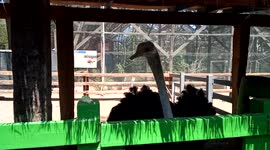 farm ostrich eating capable of stinging you with its beak be very careful