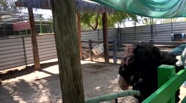 farm ostrich eating capable of stinging you with its beak be very careful it looks cute but can be dangerous