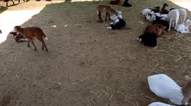 on the farm feeding goats and sheep. eat lettuce and alfalfa.
