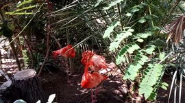 flamingos posing for the camera feeding and resting in a special cage for birds