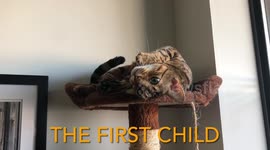 Albus the Bengal Cat Perfectly depicts what it is like to be the Middle Child