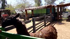 llama eating lettuce on the farm. visitors can feed it. animal originario de Perú