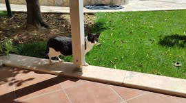 Who doesn't love a visiting cat that has a bit of a panther look on holiday in Turkey