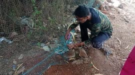 Indian Rat snake that got struck in the fishing net was rescued in South India