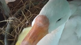 Geese with its new born chicks like to watch the surroundings by immediately