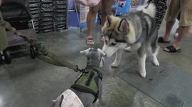 Schnauzer and Siberian Husky hit it off at Pet Variety show in Thailand