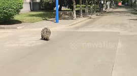 Porcupine spotted wandering around university campus in northern China