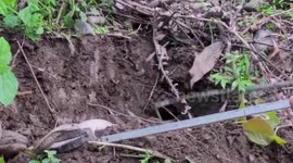 White spectacled cobra rescued from garden in eastern India