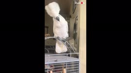 'Umbrella cockatoo's contagiously adorable laughter is a MOOD FRESHENER '