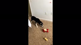 'Chicken-hearted Husky is NOT A FAN of the moving crab toy that also makes noise
'