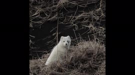 Adorable young Arctic foxes spotted by roadside in Iceland