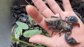 The woman used her hand to catch giant scorpions to classify them
