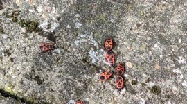 Pyrrhocores made their return with the start of spring in the region of Paris, France. 11 April 2022
