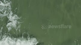 Awesome drone footage shows a surfer gliding over the back of a shark