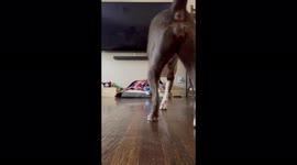 Fake dog reaction