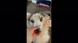 Fake dog reaction part 2
