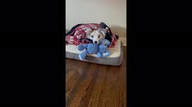 Fake dog reaction part 2