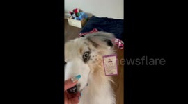 Confused dogs have hilarious reaction to stuffed puppy toy