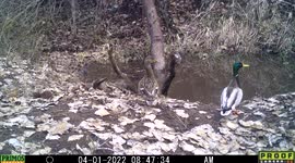 A female and male mallard duck pair walk in front of the trail camera in Idaho 1 April, 2022