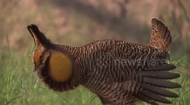 The hilarious mating dance of an endangered chicken