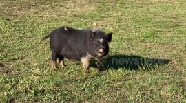 This Little Piggy went to Play Golf!! This little piggy helped golfers find there lost balls!!!