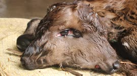 Extremely rare two-headed calf born in India