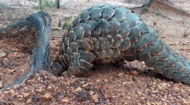 Pangolin rescued from poachers roams around freely during its rehabilitation in South Africa
