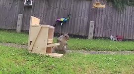 UK man builds unique squirrel feeders including a piano and a FLYING PLANE