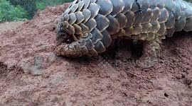 Pangolin rescued from poachers digs and eats on an ant hill in South Africa