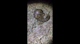 Pangolin rescued from smuggles is content as it rolls around in zebra dung