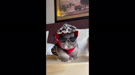 Meet the fashionista rabbit with a £7,500 wardrobe who works with celebrities like the Jonas Brothers. Part Two
