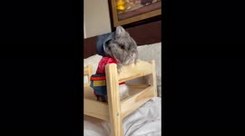 Meet the fashionista rabbit with a £7,500 wardrobe who works with celebrities like the Jonas Brothers. Part Three