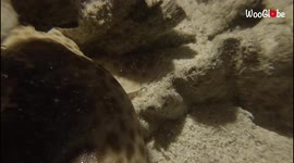 'Head-turning footage of a 'walking shark' marching through the mangroves of Raja Ampat (Indonesia)'