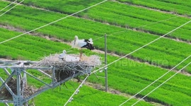 Drone footage shows stork guarding its nest atop transmission tower in China