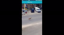 Oh deer! Indonesia's presidential security shocked by dashing deer ahead of VP visit