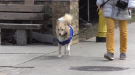 Dog in Toronto spotted wearing Ukraine flag walking in Toronto downtown
