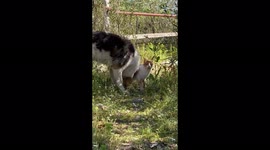 Cat and dog in love. Cute moment!