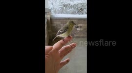 Utah homeowner rescues bird that fell out of tree after snowstorm