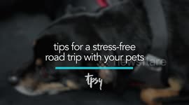 Simplify traveling with pets this summer