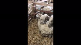 Cute fluffy new born easter lambs , heartwarming, climbing, bouncing, playing on fluffy back of mother sheep, full of the joys of spring  ,