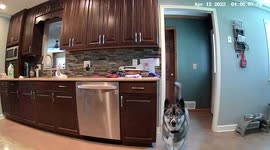 Curious husky realises security camera follows her movement as she circles round device