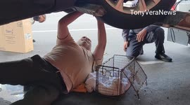 Cat rescued from a CAR ENGINE at LAX airport