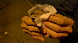 Saving a Frog from getting run over on busy main road in Buckinghamshire