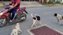 Dog with plastic jar stuck on head rescued in Thailand