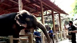 Elephant splashes in stream to cool off on hot day in Thailand