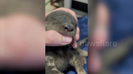 Adorable footage shows hungry baby otter suckling on handler's finger