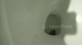 Shocked man finds deadly 5ft-long cobra emerging from toilet as he was about to sit down