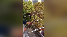 Shanghai man uses fishing rod to feed stray cats from balcony during lockdown